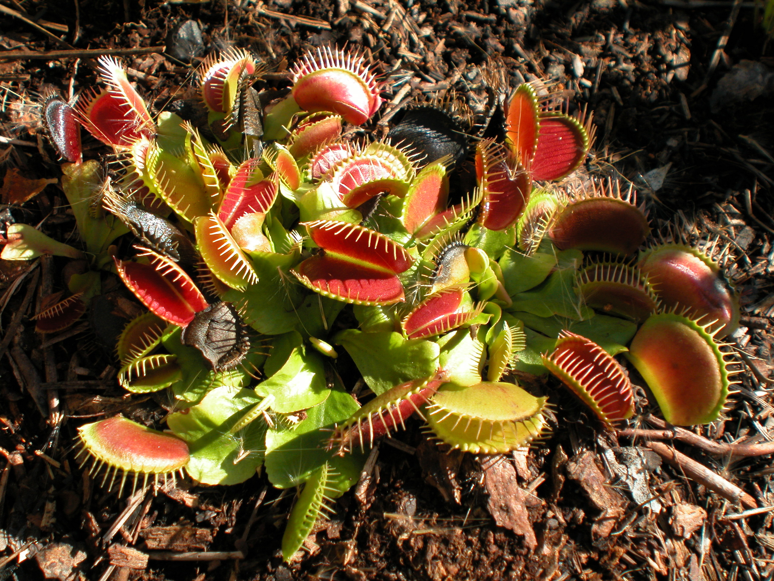 Venus Flytrap