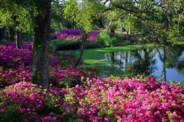 Airlie Gardens Azaleas at the Lake in Wilmington