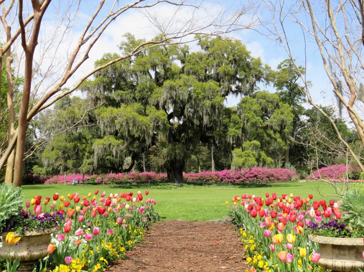 Airlie Gardens Tulips