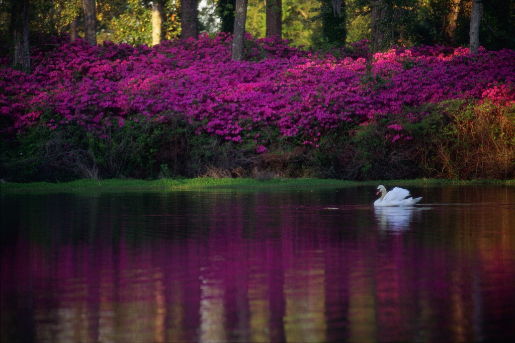 Swan at Airlie Gardens