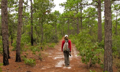 Carolina Beach State Park