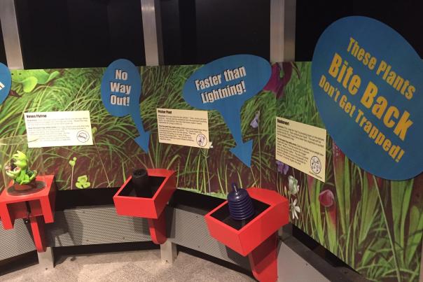 Flytrap exhibit at Carolina Beach State Park