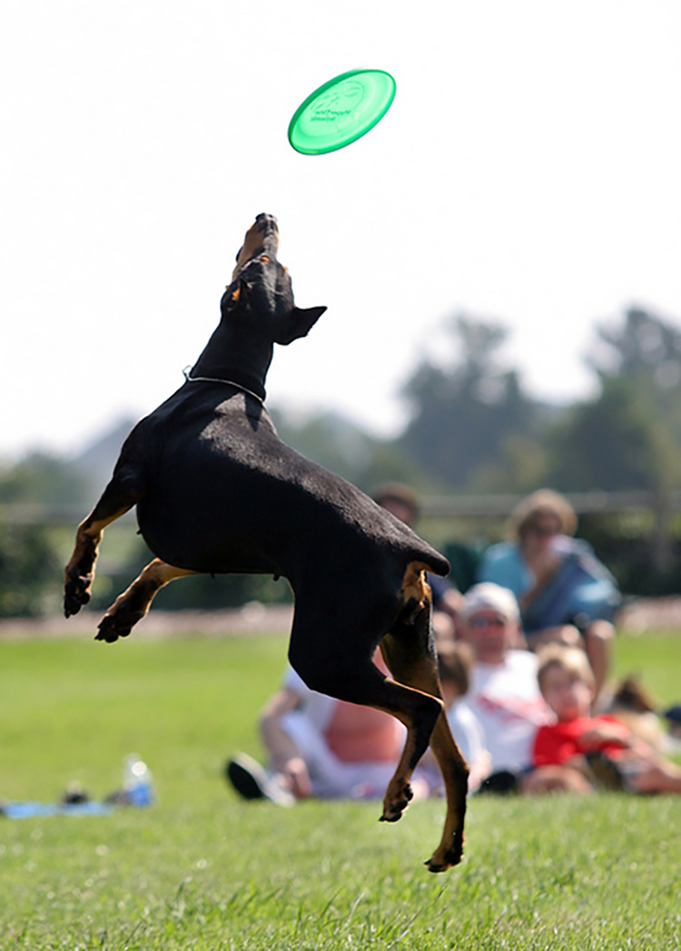 Wrightsville Beach Park dog playing Frisbee