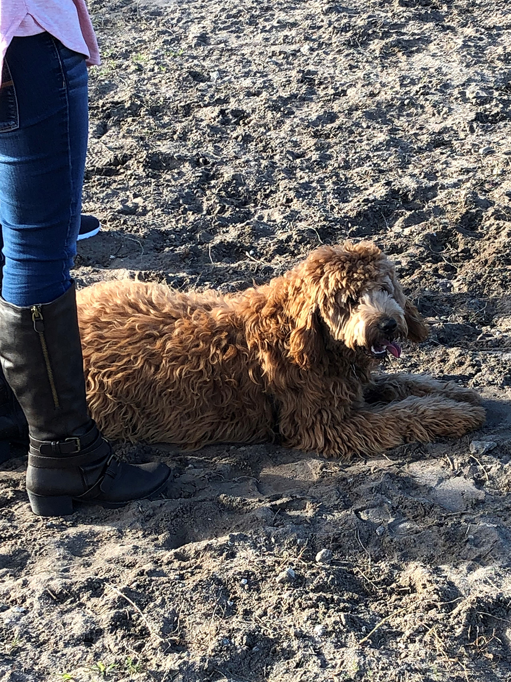 Dog laying in the sand at the Dog Park in Mike Chappell Park