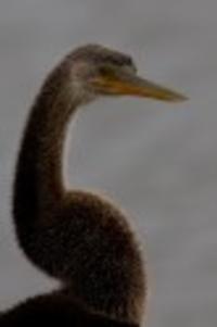 Anhinga