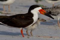 Black Skimmer and chick