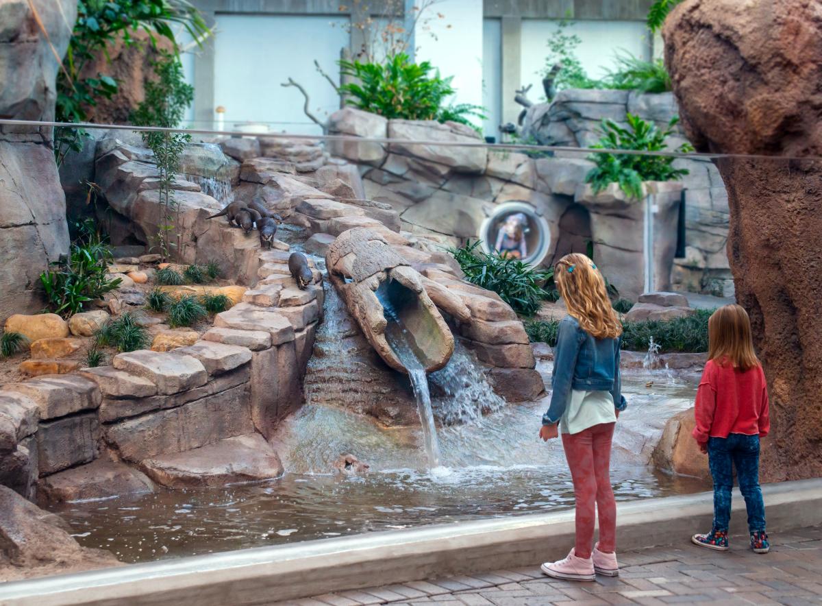 Kids viewing the Asian small-clawed otters at the NC Aquarium at Fort Fisher