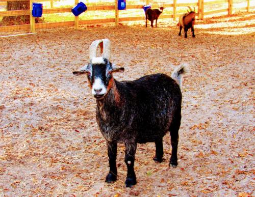 Goat at Poplar Grove Plantation