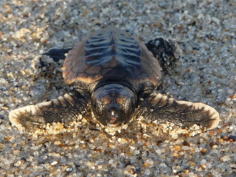 Baby Sea Turtle