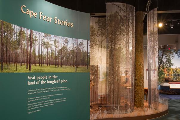 Cape Fear Museum Long Leaf Pine exhibit