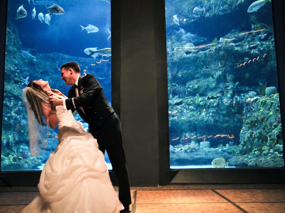 Aquarium Trendy Bride & Groom