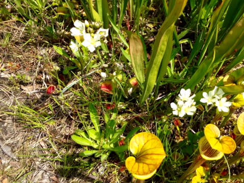 Venus flytrap in bloom at Stanley Rehder Garden