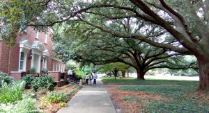 UNCW campus trees