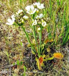 Venus Flytrap in bloom